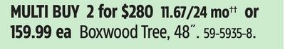 Boxwood Tree