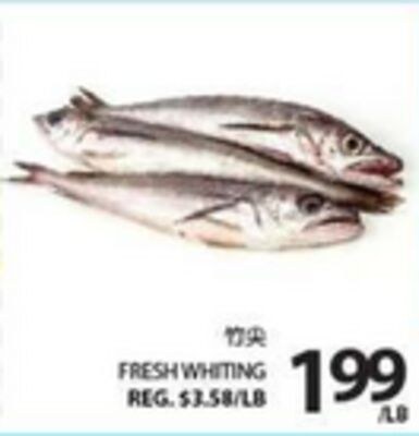 FRESH WHITING