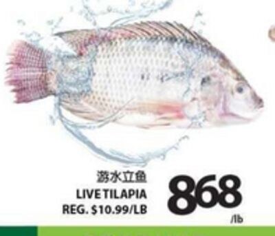 LIVE TILAPIA
