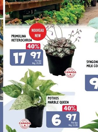 Primulina hétérochroma