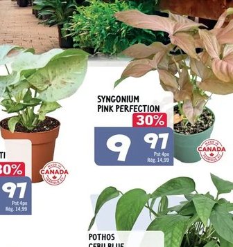 Syngonium pink perfection