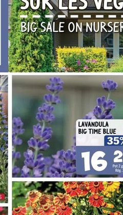 Lavandula Big Time Blue