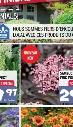 Sambucus Pink Pony