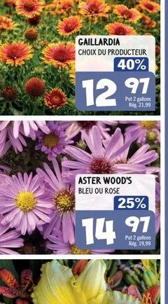 Gaillardia Choco Productive