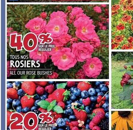 Tous nos rosiers
