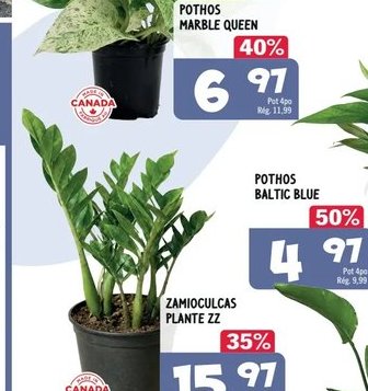 Syngonium milk confetti