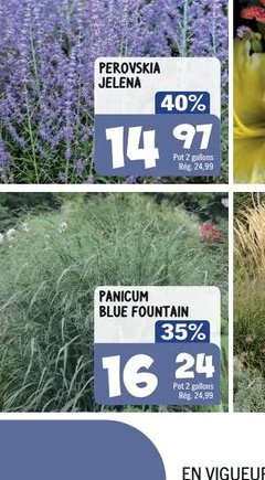 Aster Woods Bleu Roi