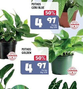 Pothos cebu blue