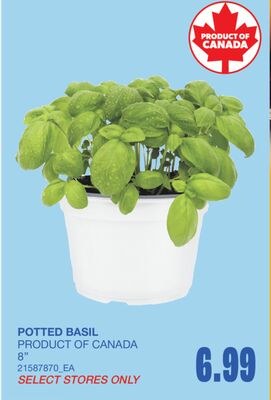 POTTED BASIL, 8"