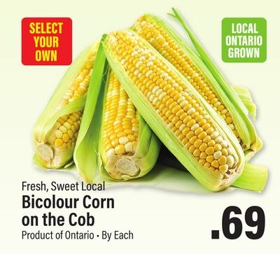 Fresh, Sweet Local Bicolour Corn on the Cob
