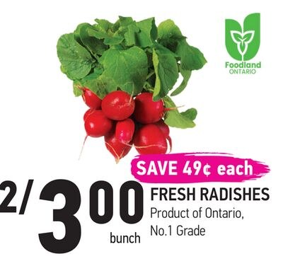 FRESH RADISHES