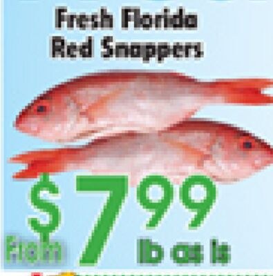 Fresh Florida Red Snappers