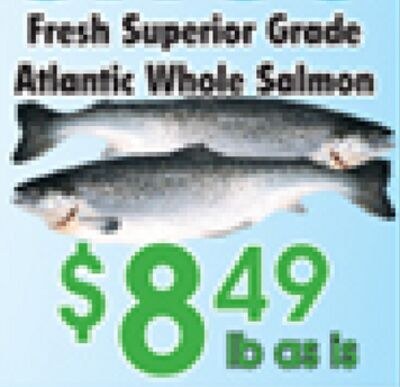 Fresh Superior Grade Atlantic Whole Salmon