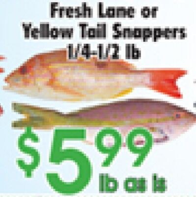 Fresh Lane or Yellow Tail Snappers
