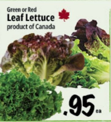 Green or Red Leaf Lettuce