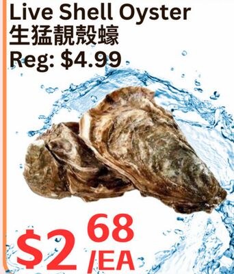 Live Shell Oyster