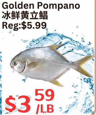 Golden Pompano