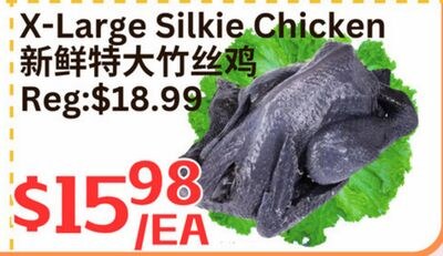 X-Large Silkie Chicken