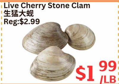 Live Cherry Stone Clam