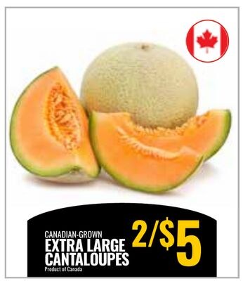 CANADIAN-GROWN EXTRA LARGE CANTALOUPES