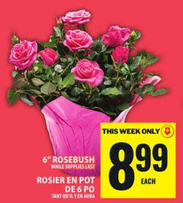6" ROSEBUSH
