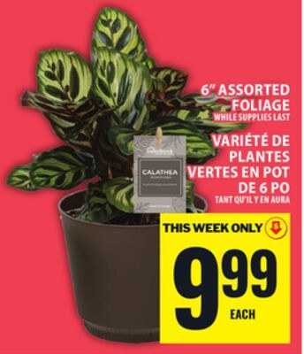 6" ASSORTED FOLIAGE