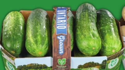 FRESH DILL PICKLING CUKES OR POTATOES