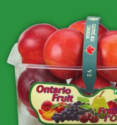 BLUE PLUMS OR NECTARINES OR BLUE GRAPES