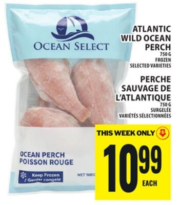 ATLANTIC WILD OCEAN PERCH