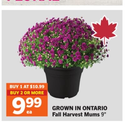 Fall Harvest Mums