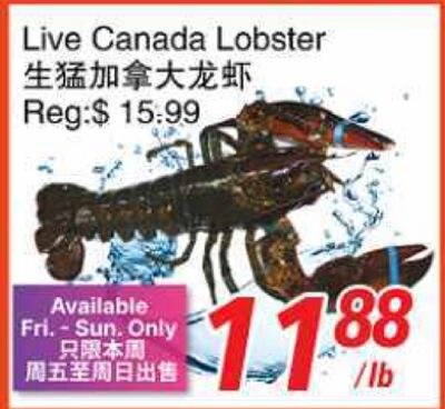 Live Canada Lobster