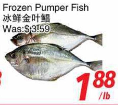 Frozen Pumper Fish