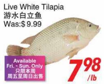 Live White Tilapia