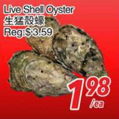 Live Shell Oyster