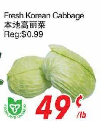 Fresh Korean Cabbage