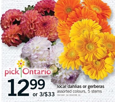 LOCAL DAHLIA OR GERBERAS