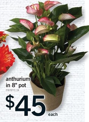 ANTHURIUM IN 8" POT
