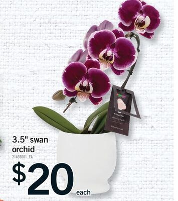 3.5" SWAN ORCHID