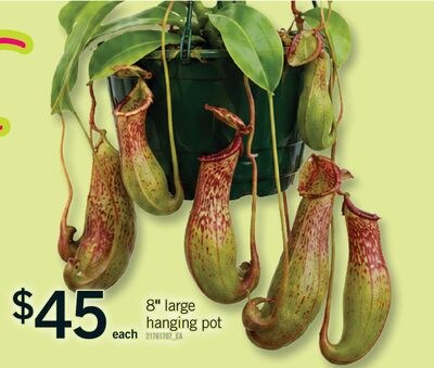 8" LARGE HANGING POT