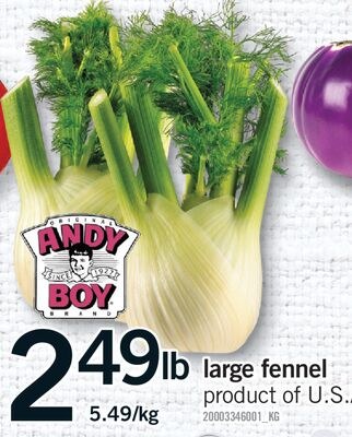 LARGE FENNEL