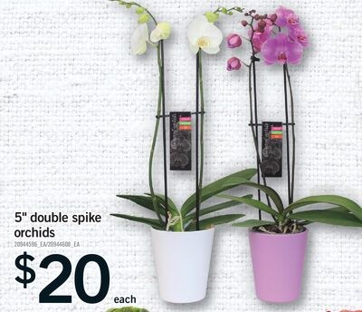 5" DOUBLE SPIKE ORCHIDS