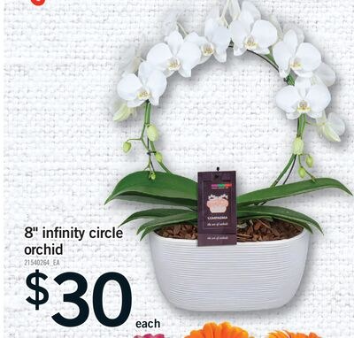 8" INFINITY CIRCLE ORCHID
