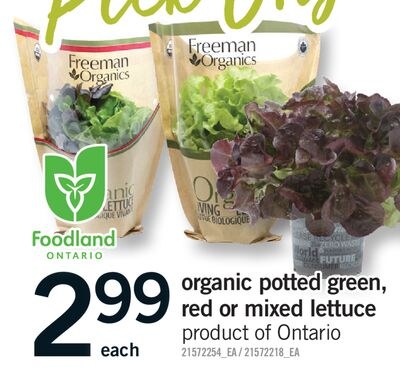 ORGANIC POTTED GREEN, RED OR MIXED LETTUCE