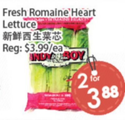 Fresh Romaine Heart Lettuce