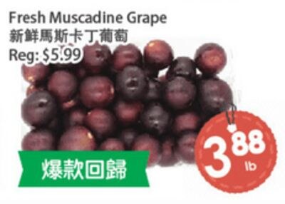 Fresh Muscadine Grape