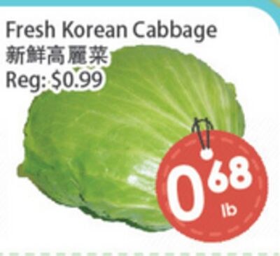 Fresh Korean Cabbage