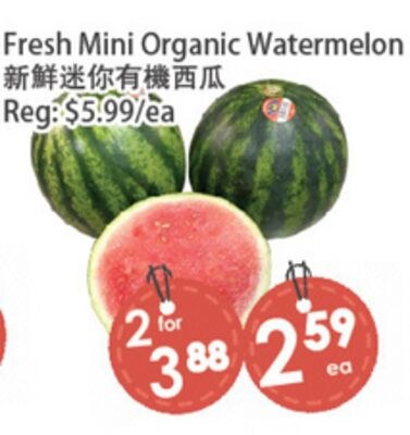 Fresh Mini Organic Watermelon