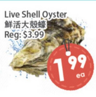 Live Shell Oyster
