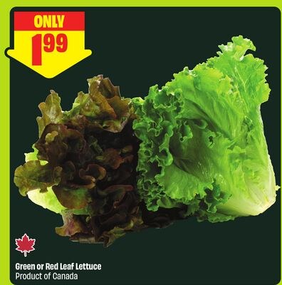 Green or Red Leaf Lettuce Product of Canada