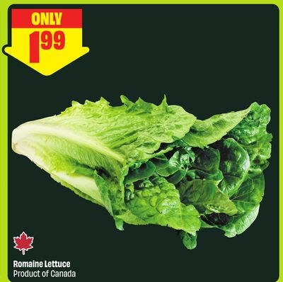 Romaine Lettuce Product of Canada